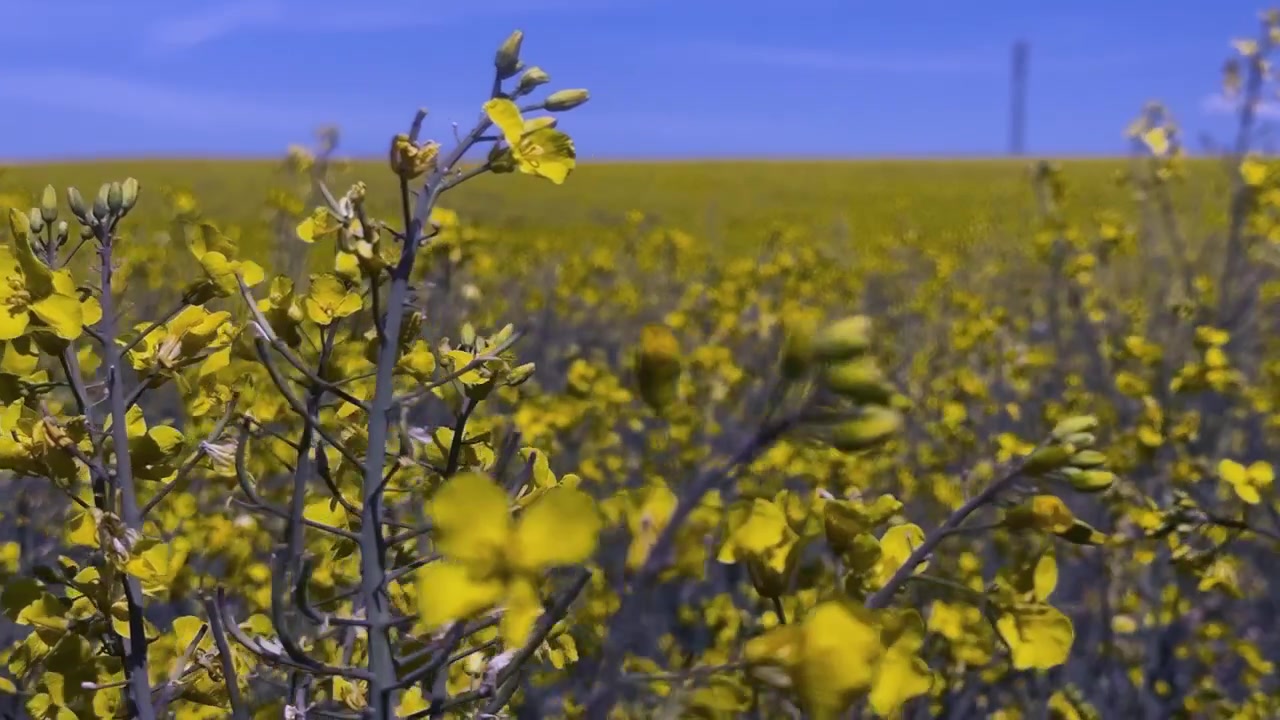 Vista ravvicinata di fiori di colza gialli in fiore che ondeggiano in una leggera brezza. Un grande campo agricolo sotto un cielo azzurro e limpido in Slovacchia