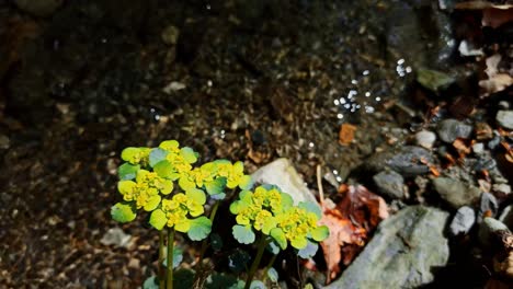 el flujo de un río de montaña y el despertar de la naturaleza a su alrededor en la primavera