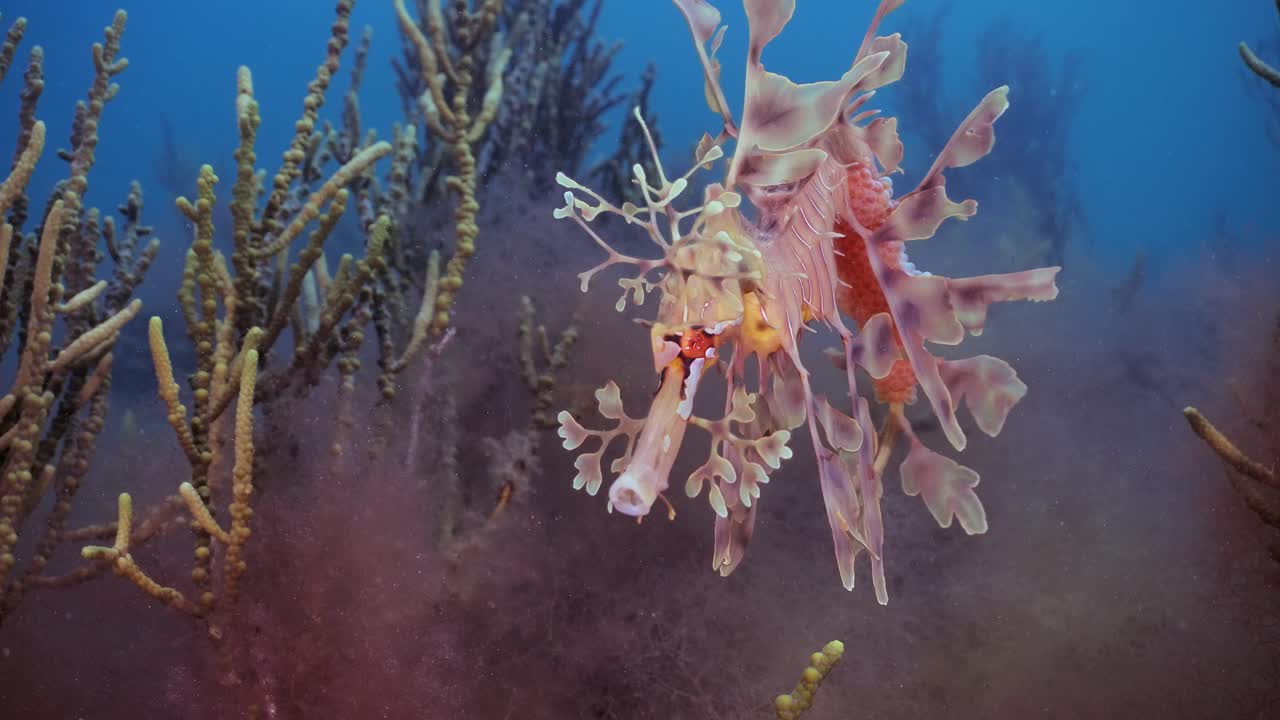 알을 가진 잎이 많은 바다 용 4k 슬로우 모션 사우스 오스트레일리아