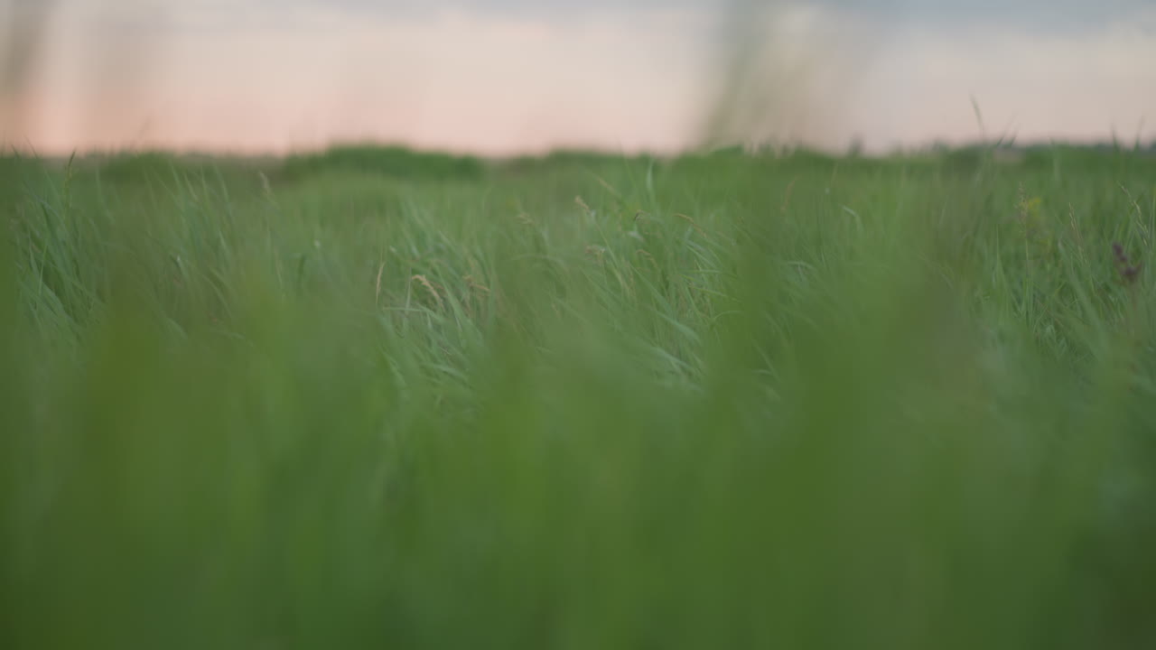 close up of tall green grass blades bending and swaying rapidly in strong breeze over wide meadow under soft evening light capturing dynamic natural motion and vibrant outdoor texture