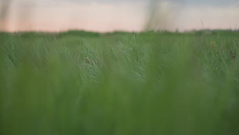 close up of tall green grass blades bending and swaying rapidly in strong breeze over wide meadow under soft evening light capturing dynamic natural motion and vibrant outdoor texture