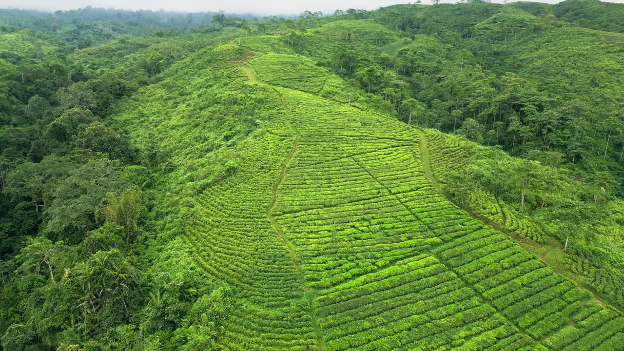 Clip video aerea realizzata con drone che riprende una grande piantagione di tè con coltivazioni ben allineate, seguendo pendii naturali, un fertile terreno montuoso e una ricca vegetazione che formano un paesaggio rurale strutturato a Giava orientale