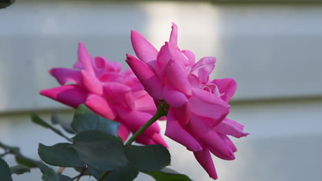 side view of pink roses growing beside a light colored wall