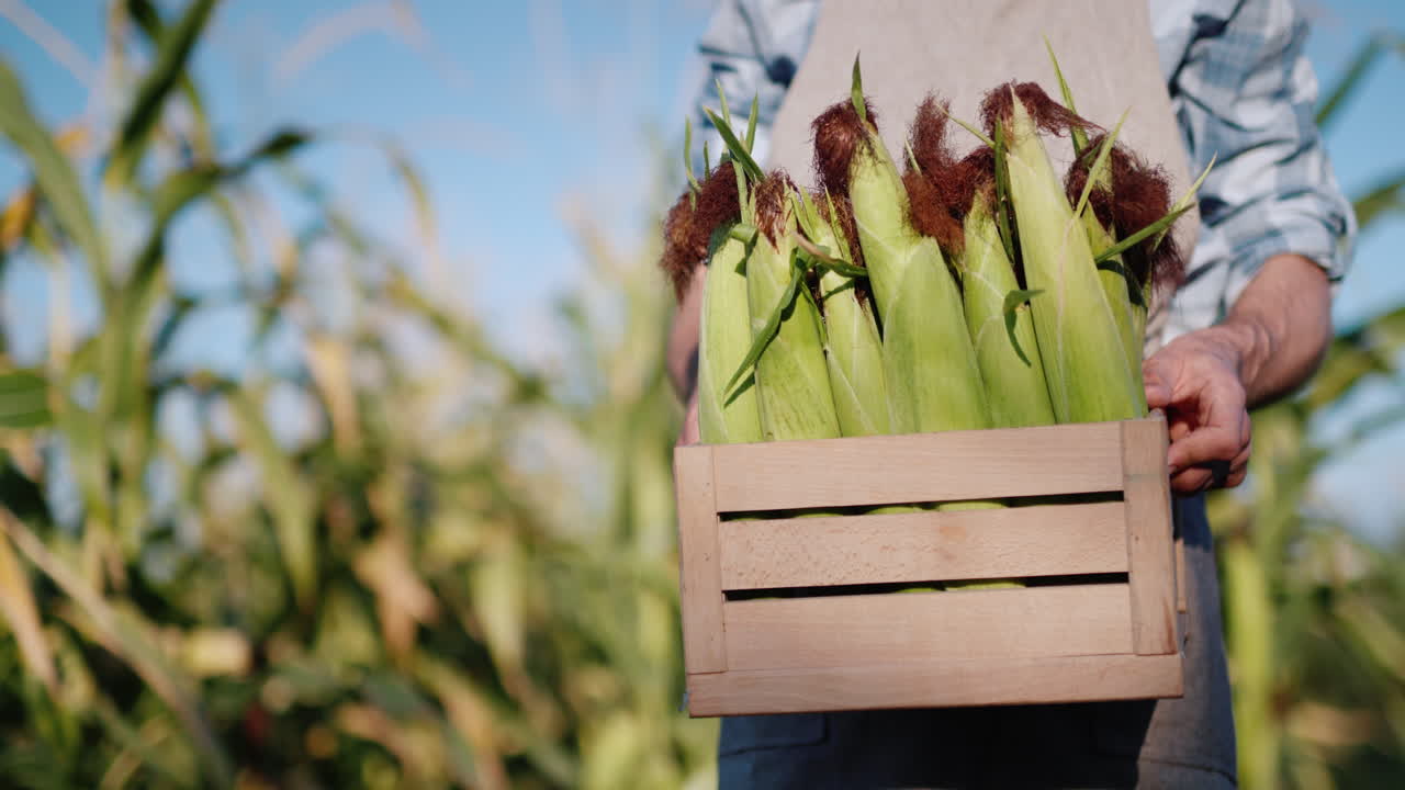 un hombre sostiene una caja de maíz recién cosechada