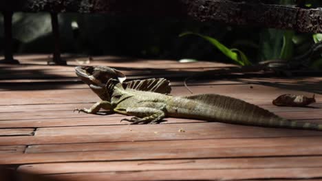 Exotic-green-lizard-standing-still-in-a-wooden-deck