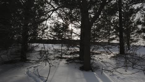 Panning-shot-across-trees-backlit-by-a-sunset