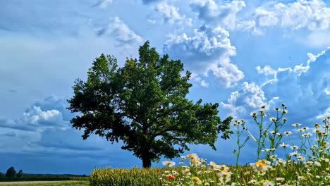 A beautiful shot of a field of white chamomile wildflowers swaying gently in the breeze, with a large green tree under a dramatic blue sky on a perfect summer day