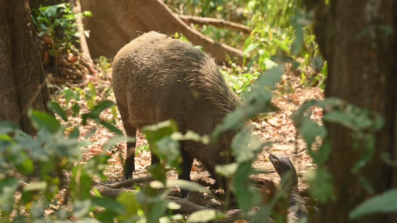 jabalí, sus scrofa, imágenes de 4k, santuario de vida silvestre huai kha kaeng, tailandia