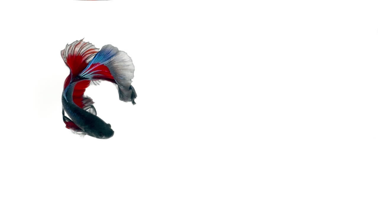 el colorido pez luchador siamés betta splendens, también conocido como pez luchador tailandés o betta, es una especie de la familia gourami que es popular como pez de acuario de fondo blanco