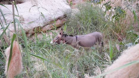 donkey in wadi in oman