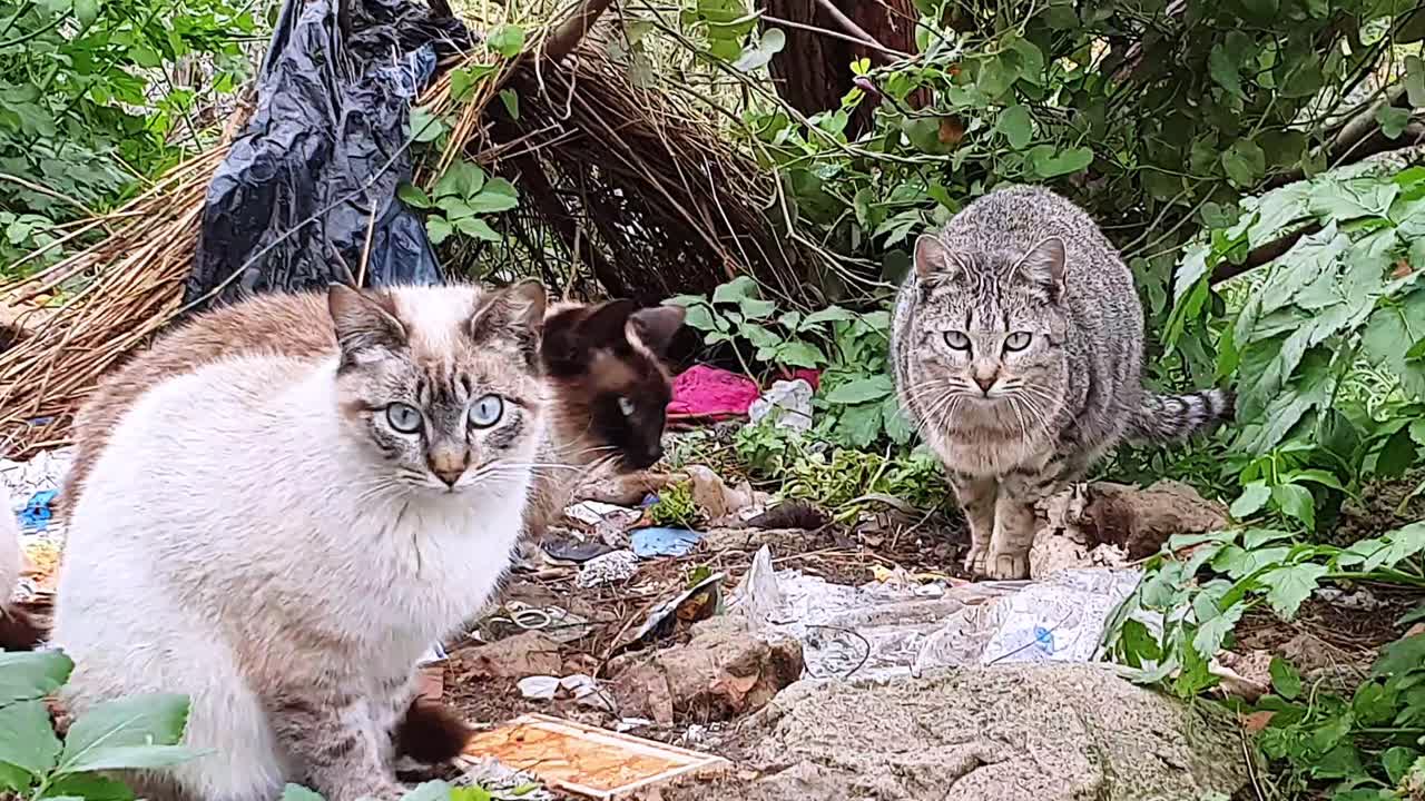 lindos gatos callejeros mirando a la cámara mientras están sentados en la basura