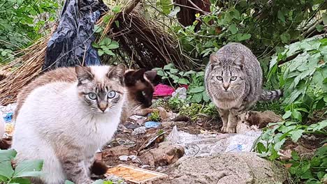 Cute-straying-cats-looking-at-the-camera-while-sitting-in-the-trash