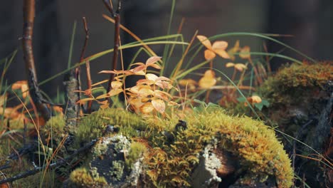 Un-Viejo-Tronco-De-árbol-En-Descomposición-En-El-Suelo-Del-Bosque-Cubierto-De-Musgo,-Hierba-Y-Plantas-Diminutas.