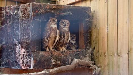 Magellan-Horned-Owl-Family-Observing-The-World-From-Their-Box