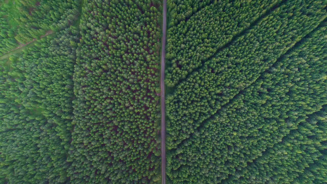 Sentiero dritto che attraversa una verde pineta.