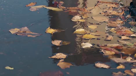 building-reflects-in-water-and-wind-moves-fallen-leaves