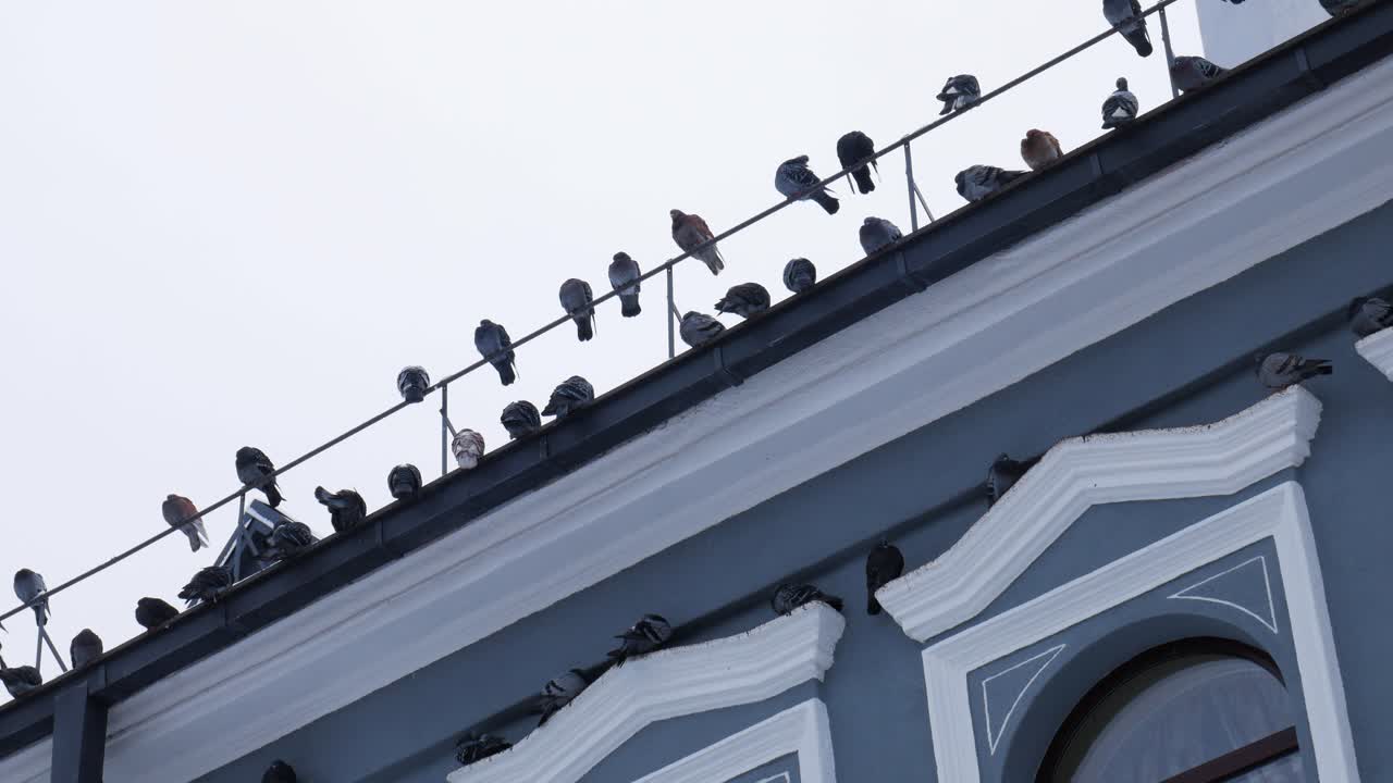 옥상에서 카우나스 시를 내려다보는 비둘기 떼