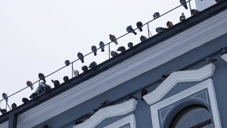 bandada de palomas observando la ciudad de kaunas desde la azotea