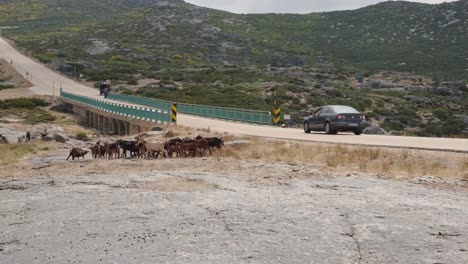 herd of goats crossing road, serra da estrela in portugal. panning