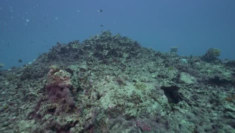 dead bleached coral reef