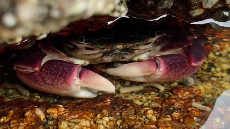 Ocean-tide-pool