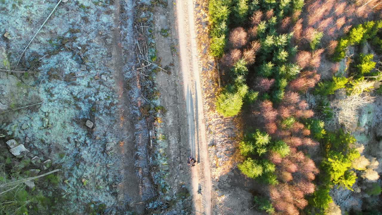 Amici che si divertono su un sentiero sterrato lungo alberi autunnali colorati, durante un picnic all'aperto