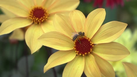 close-up footage of honeybee gathering nectar from a yellow daisy in a public garden during autumn