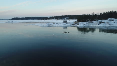 swan family swimming in the snowy water