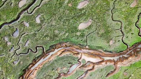 cracked mud flats in a salt marsh