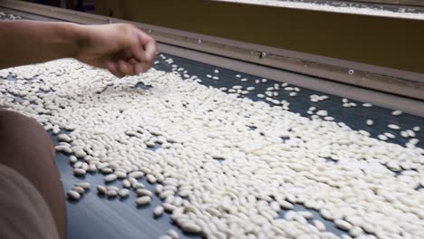 worker inspecting a conveyor belt of white silkworm cocoons in a silk factory, close-up