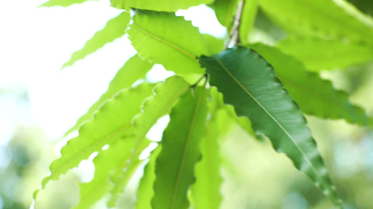 close-up of green leaves 4k