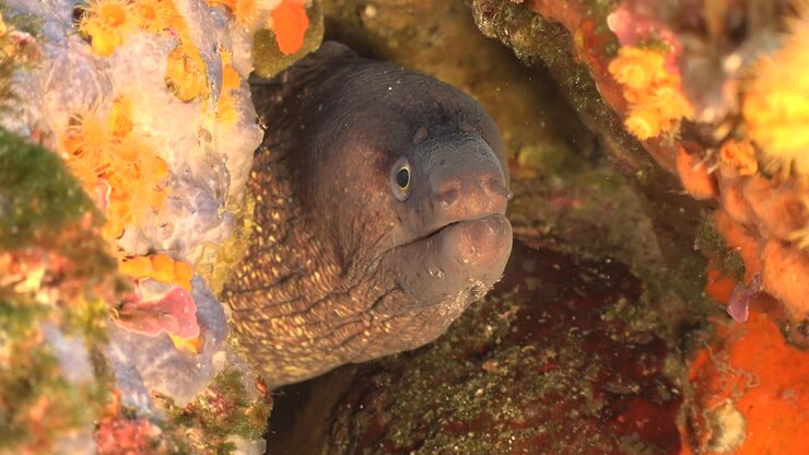 Moray eel snapping close up at camera in the mediterranean sea