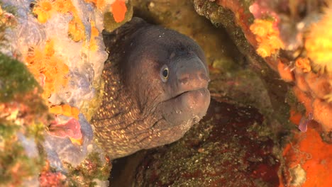 Anguila-Moray-Encajando-De-Cerca-En-La-Cámara-En-El-Mar-Mediterráneo