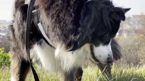 close up shot of a dog looking for mice outside on a green field