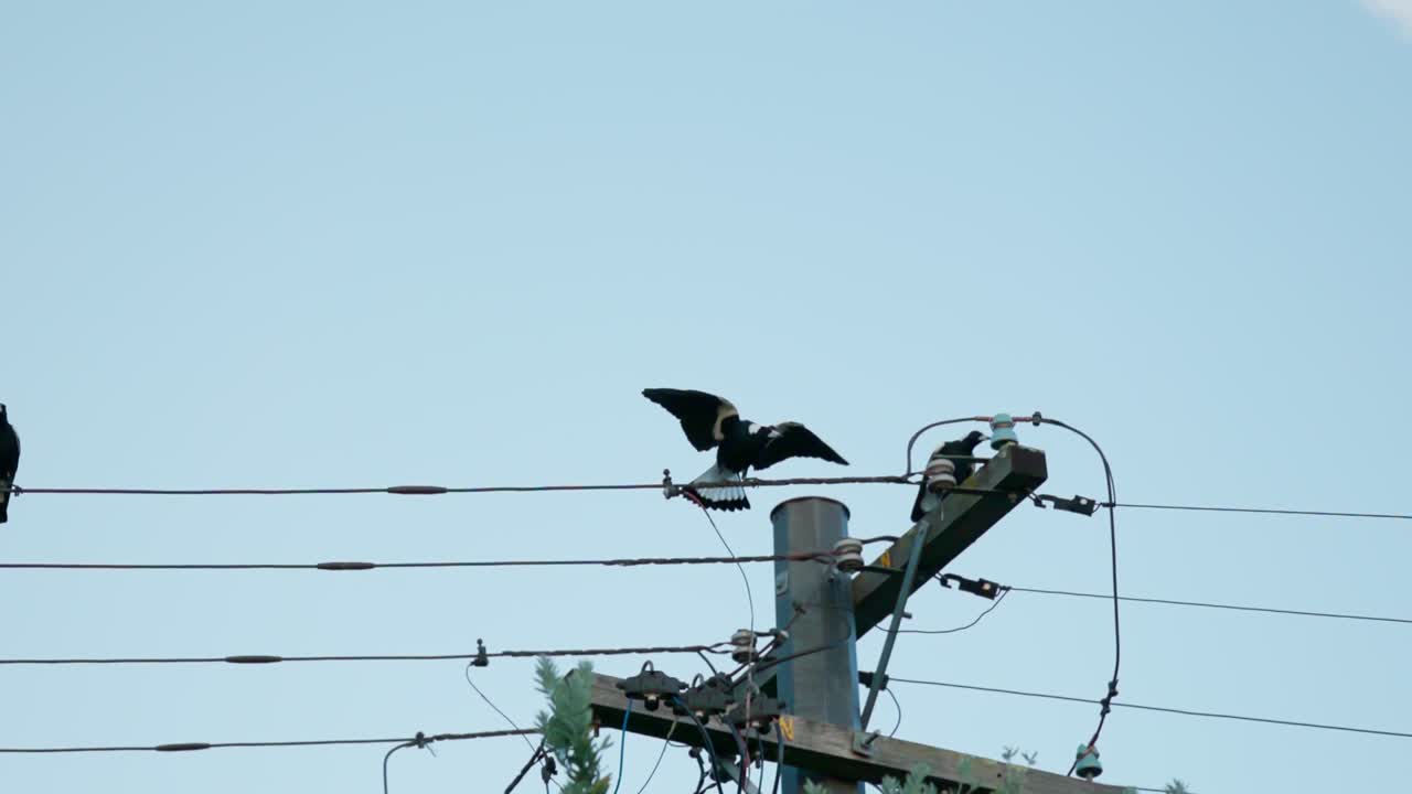 A magpie soars and lands beside another on a power line in slow motion, highlighting the elegance of native birds in Canberra.