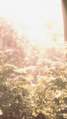 sunlight filtering through a misty forest