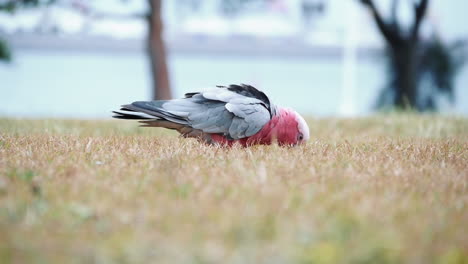 Rosafarbener-Und-Grauer-Kakadu,-Der-Auf-Einem-Rasen-In-Der-Nähe-Von-Kurnell,-NSW,-Frisst---Zeitlupe