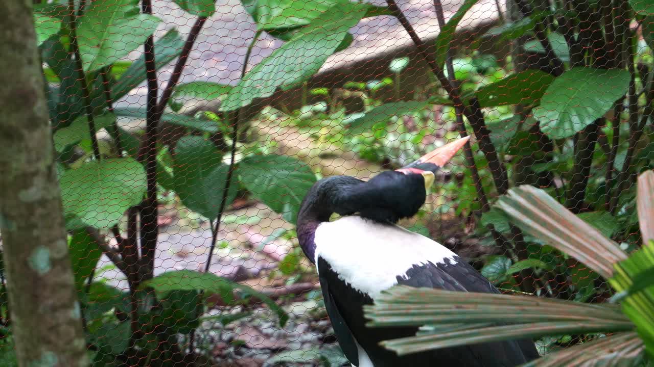 Large wading bird, saddle-billed stork preening its plumage by rubbing its head against the body in wildlife zoo enclosure, close up shot