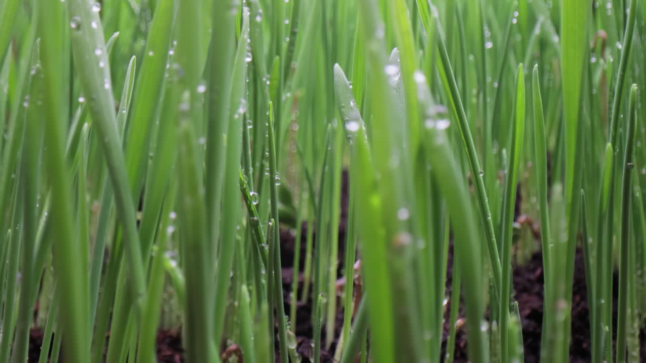 녹색 잔디 클로즈업 슈퍼 매크로 촬영.