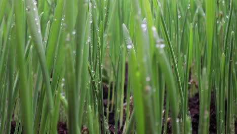 el césped verde es un primer plano súper macro.