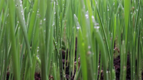 green grass close-up super macro shooting.