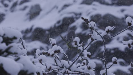 Clarks-Nutcracker-Bird,-Banff-National-Park,-4K,-Winter