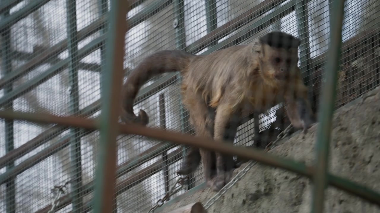 Una scimmia cammina con attenzione lungo un ramo di legno all'interno di un recinto dello zoo