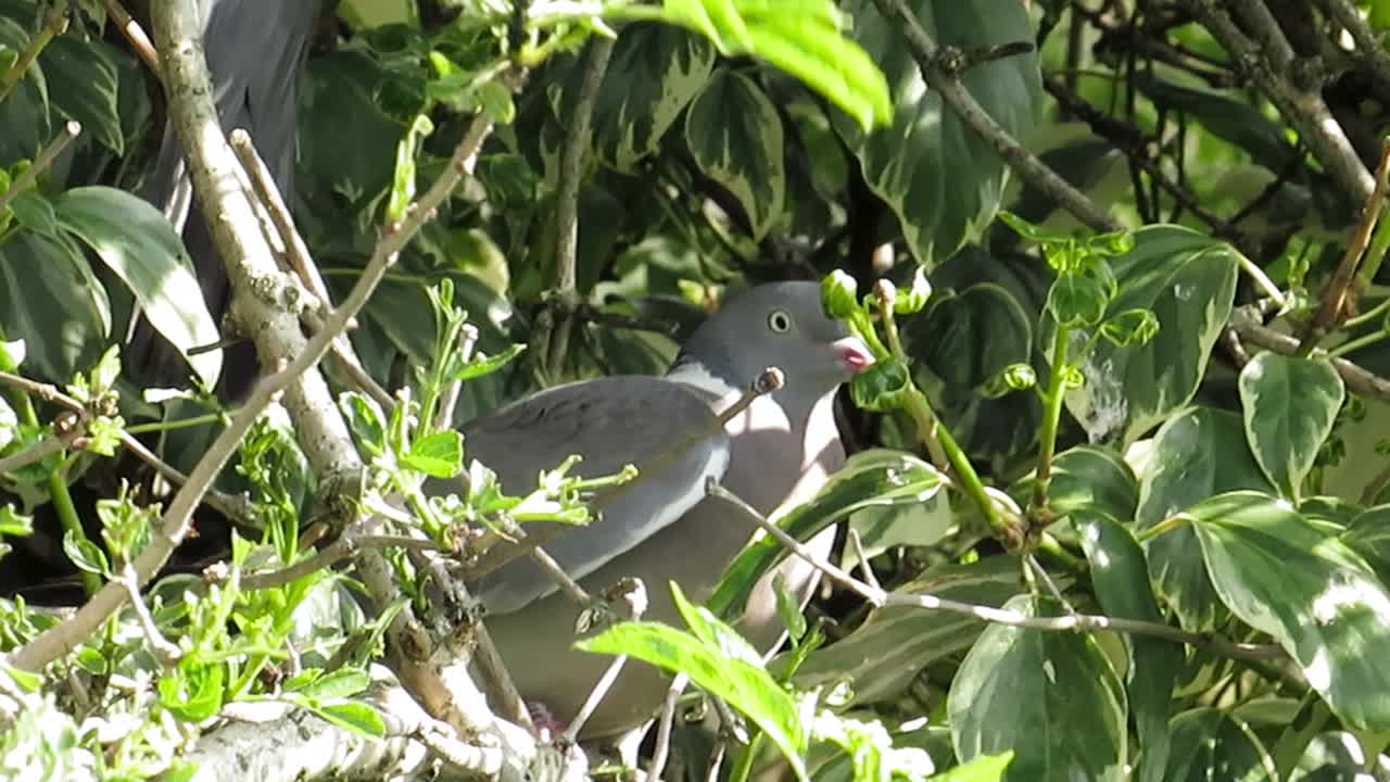 Clip of a lovely pigeon among tree branches in nature