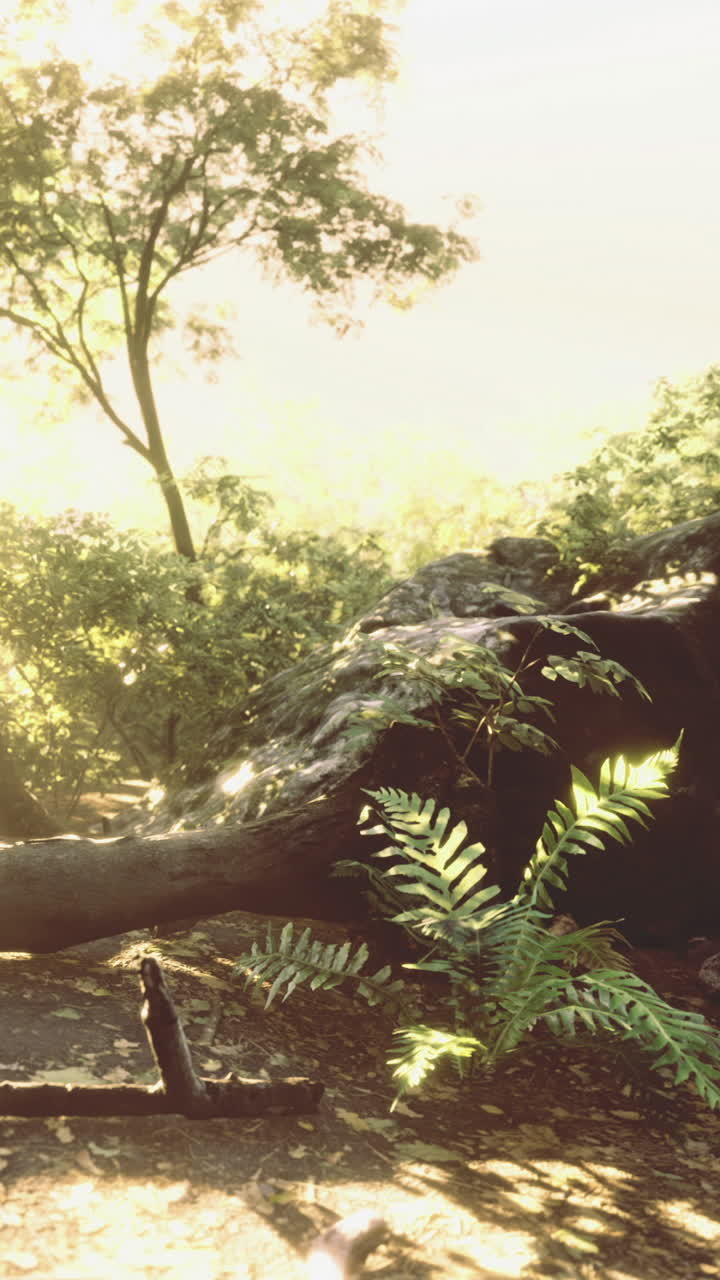 Sunlight filters through lush greenery in a serene forest setting