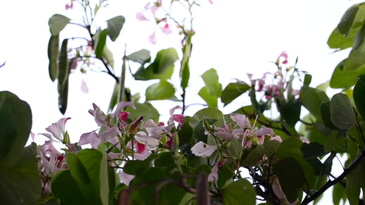 녹색 시즌 동안 코스타리카의 나무 가지 내에서 빠르게 날아다니는 벌새