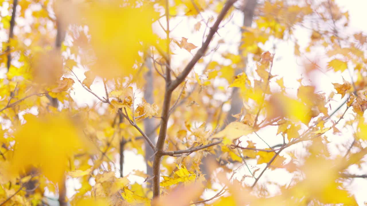 лучший вид в отару