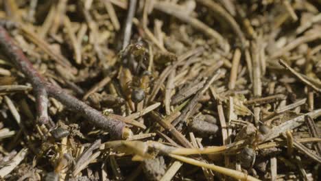 hormigas en un nido de agujas de pino