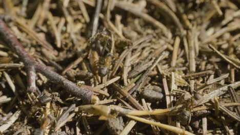 ants in a pine needle nest