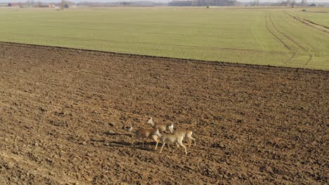 Roe-deer-walking-on-agricultural-field.-Aerial-view